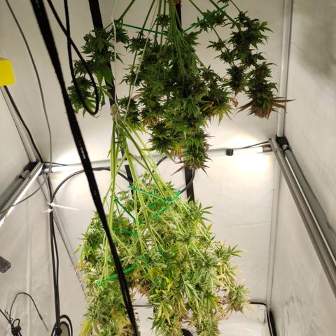 Runtz F1 Auto #1 growlog timeline photo