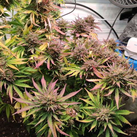 GMO Auto  growlog timeline photo