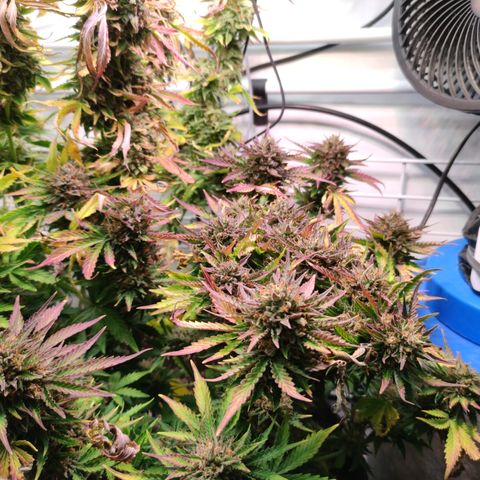 GMO Auto  growlog timeline photo