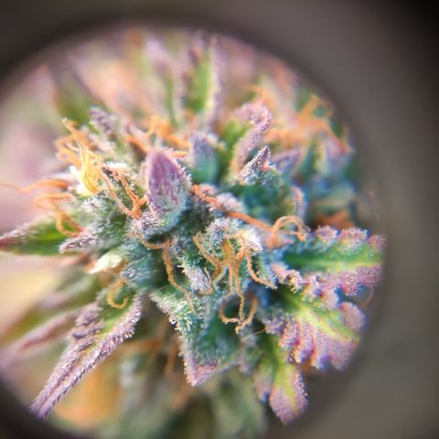 GMO Auto  growlog timeline photo