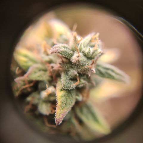 Runtz F1 Auto #1 growlog timeline photo
