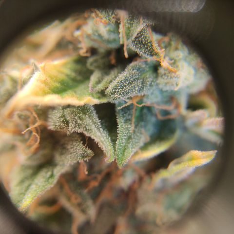 Runtz F1 Auto #1 growlog timeline photo