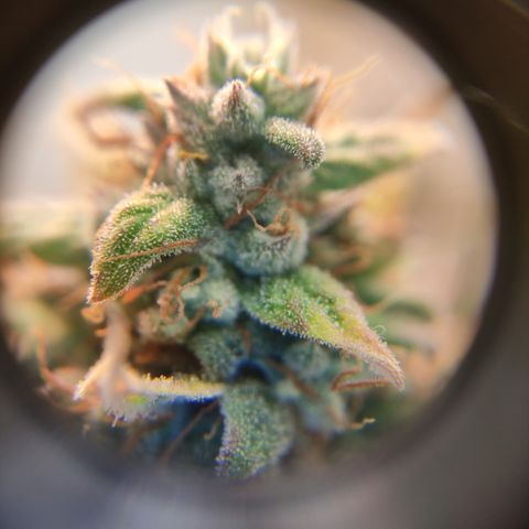 Runtz F1 Auto #1 growlog timeline photo