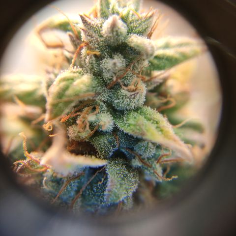 Runtz F1 Auto #1 growlog timeline photo