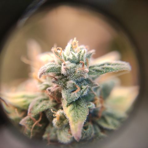 Runtz F1 Auto #1 growlog timeline photo
