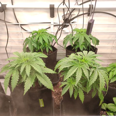 Mandarine Jam #1 growlog timeline photo
