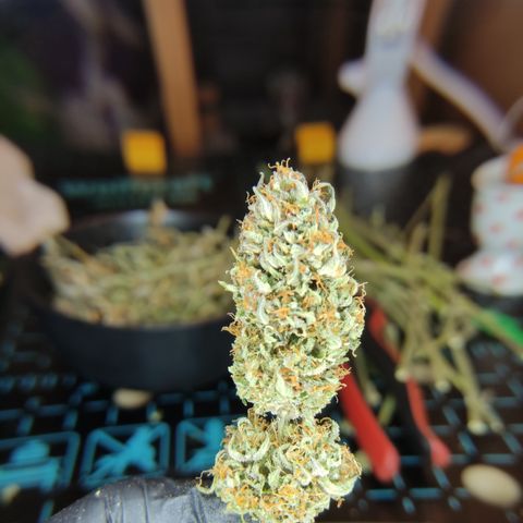 GMO Auto  growlog timeline photo