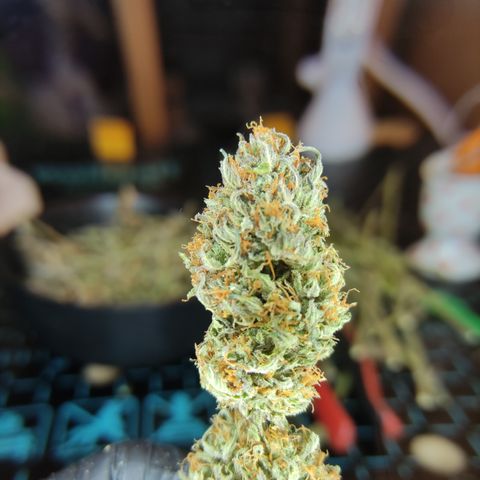 GMO Auto  growlog timeline photo