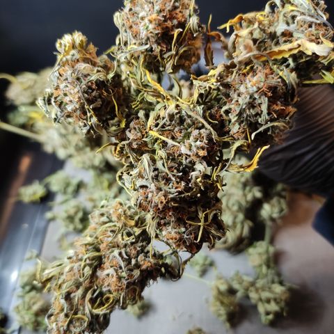 GMO Auto  growlog timeline photo