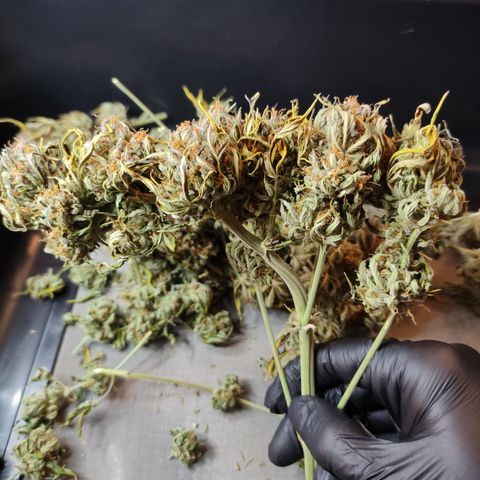 GMO Auto  growlog timeline photo