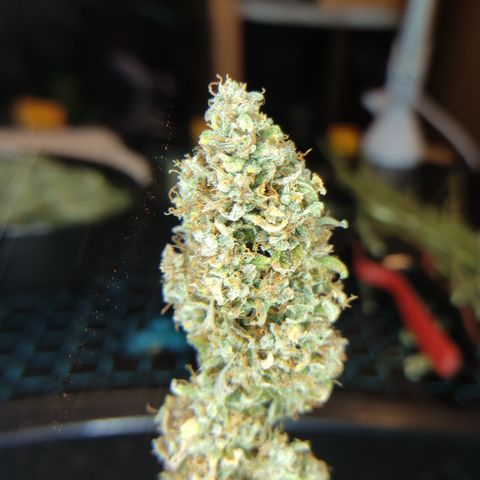 Runtz F1 Auto #1 growlog timeline photo