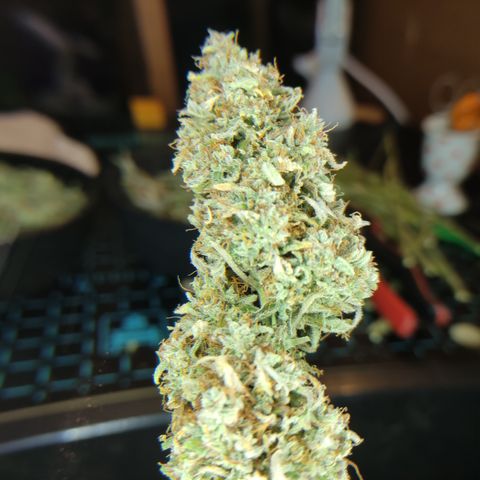 Runtz F1 Auto #1 growlog timeline photo
