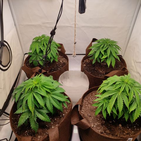 Mandarine Jam #1 growlog timeline photo