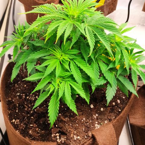 Mandarine Jam #1 growlog timeline photo