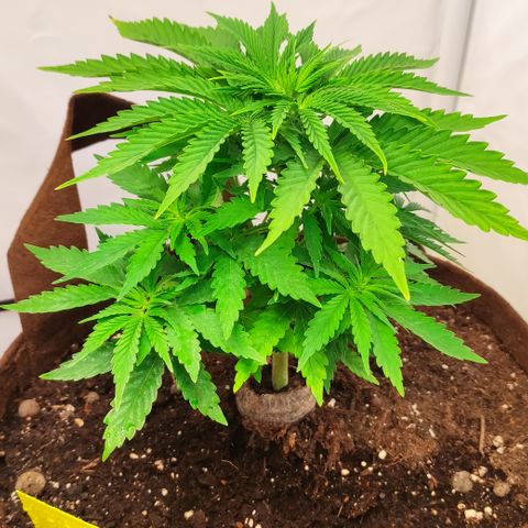 Mandarine Jam #2 growlog timeline photo
