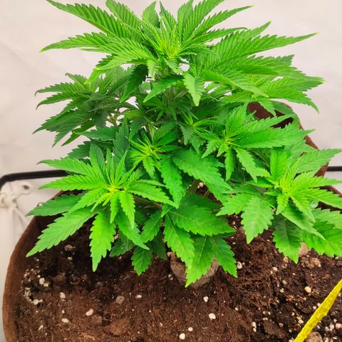 Mandarine Jam #3 growlog timeline photo