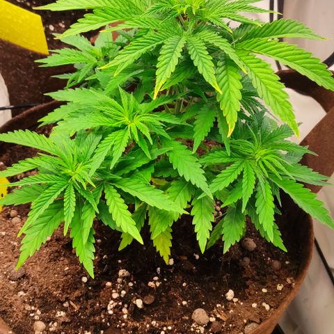 Mandarine Jam #4 growlog timeline photo