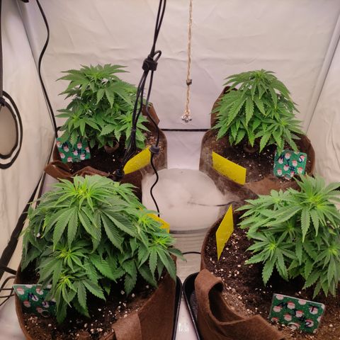 Mandarine Jam #1 growlog timeline photo