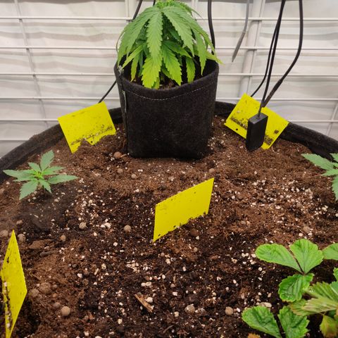 Red Banana Berry Auto #2 growlog timeline photo