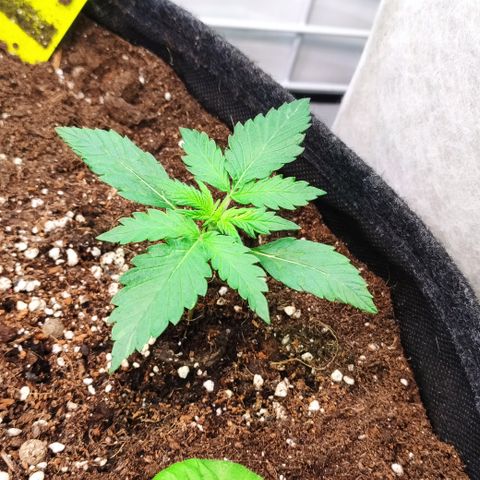 Red Banana Berry Auto #2 growlog timeline photo