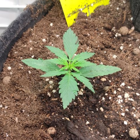 Red Banana Berry Auto #1 growlog timeline photo