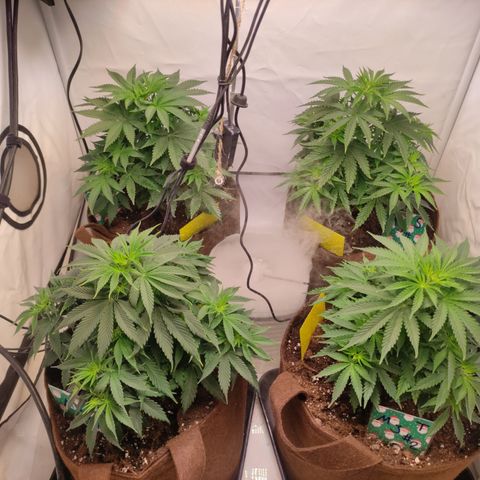 Mandarine Jam #1 growlog timeline photo