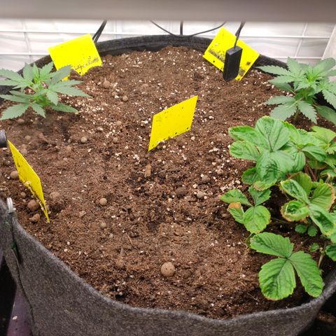 Red Banana Berry Auto #2 growlog timeline photo