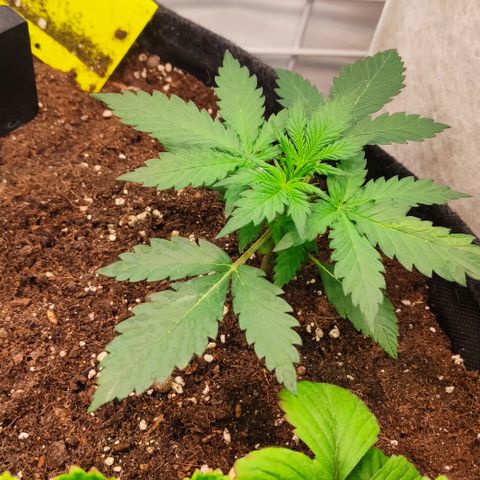 Red Banana Berry Auto #2 growlog timeline photo
