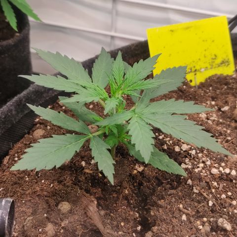 Red Banana Berry Auto #1 growlog timeline photo