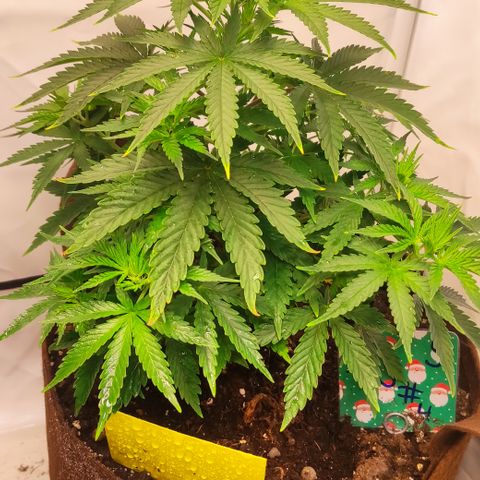 Mandarine Jam #4 growlog timeline photo