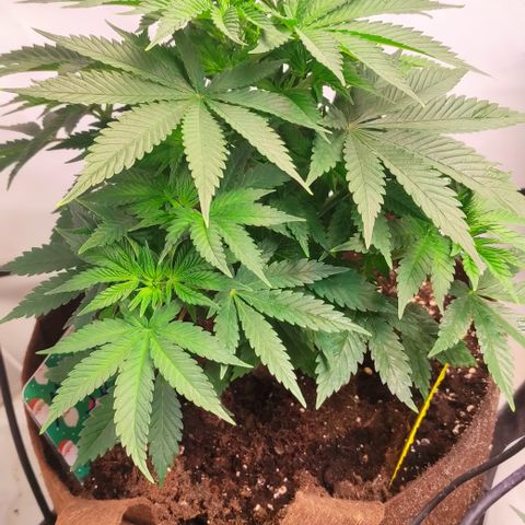 Mandarine Jam #3 growlog timeline photo
