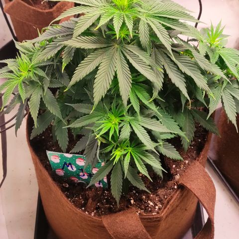 Mandarine Jam #1 growlog timeline photo