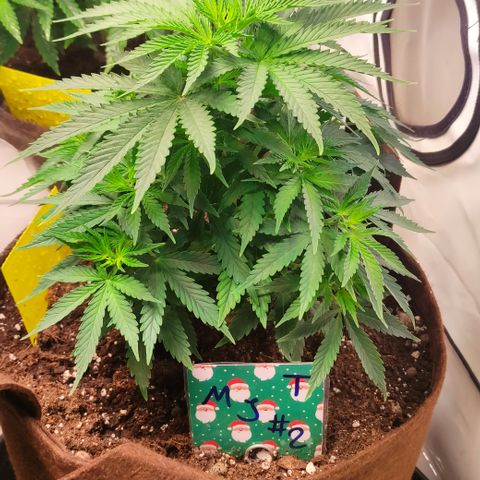 Mandarine Jam #2 growlog timeline photo