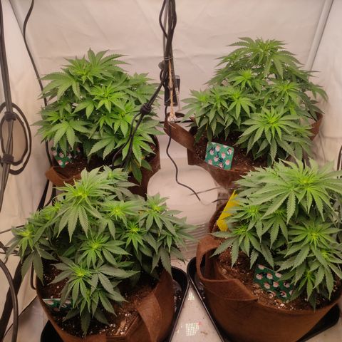 Mandarine Jam #1 growlog timeline photo