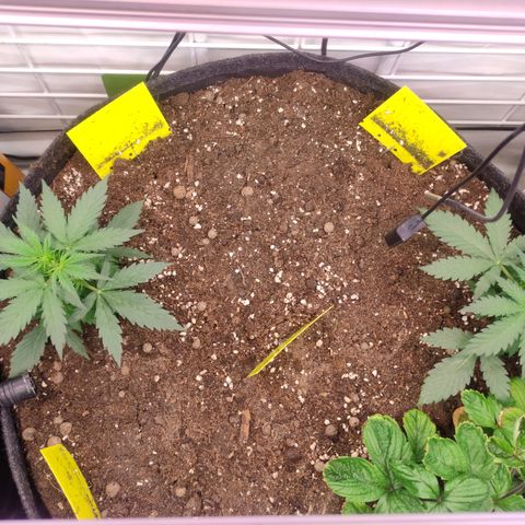 Red Banana Berry Auto #2 growlog timeline photo