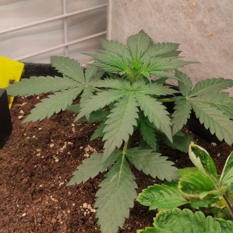 Red Banana Berry Auto #2 growlog timeline photo
