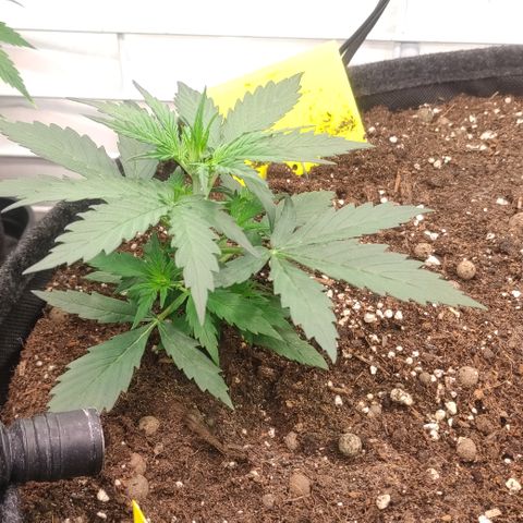 Red Banana Berry Auto #1 growlog timeline photo