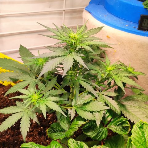 Red Banana Berry Auto #2 growlog timeline photo