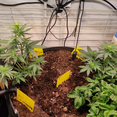 Red Banana Berry Auto #2 growlog timeline photo
