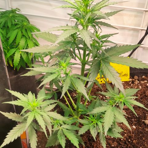 Red Banana Berry Auto #1 growlog timeline photo