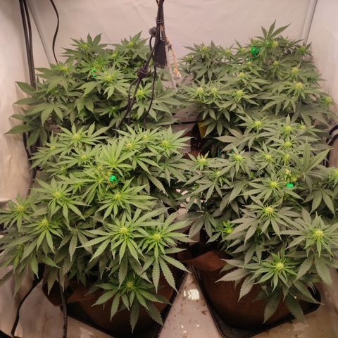 Mandarine Jam #1 growlog timeline photo