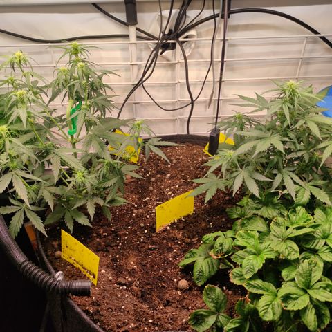 Red Banana Berry Auto #2 growlog timeline photo