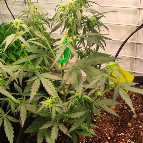 Red Banana Berry Auto #1 growlog timeline photo