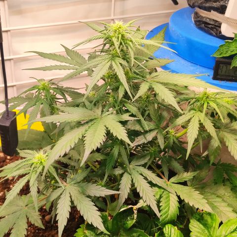 Red Banana Berry Auto #2 growlog timeline photo