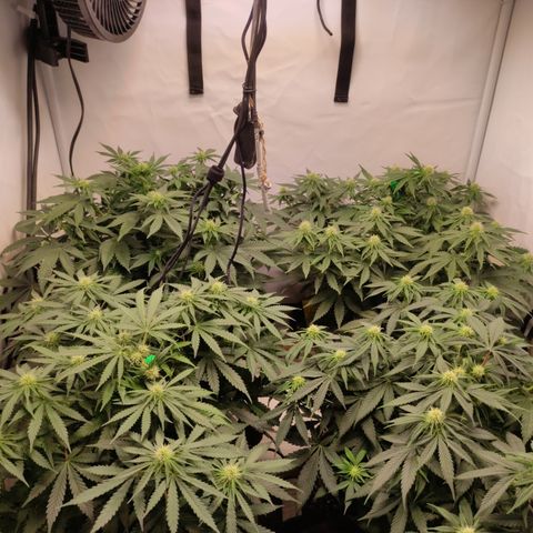 Mandarine Jam #1 growlog timeline photo