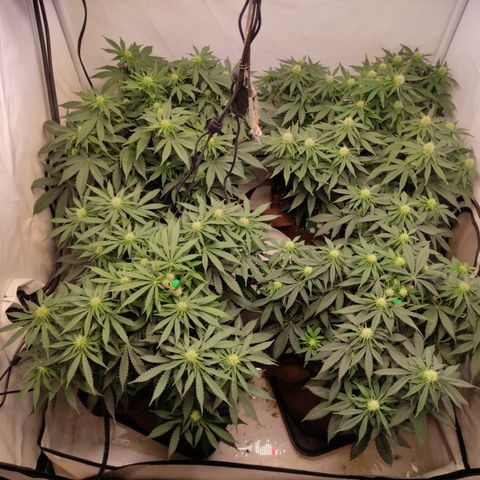 Mandarine Jam #1 growlog timeline photo
