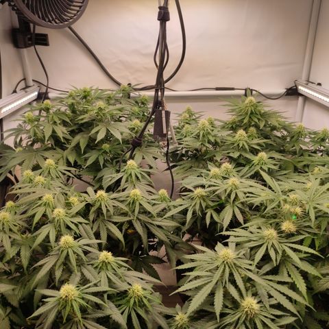 Mandarine Jam #1 growlog timeline photo