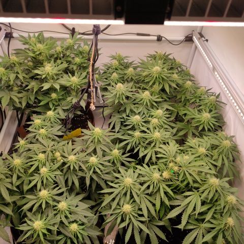 Mandarine Jam #1 growlog timeline photo