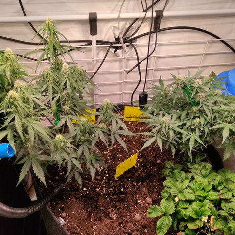 Red Banana Berry Auto #2 growlog timeline photo
