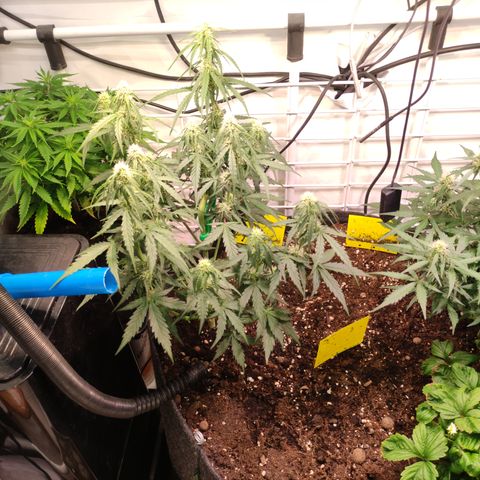 Red Banana Berry Auto #2 growlog timeline photo